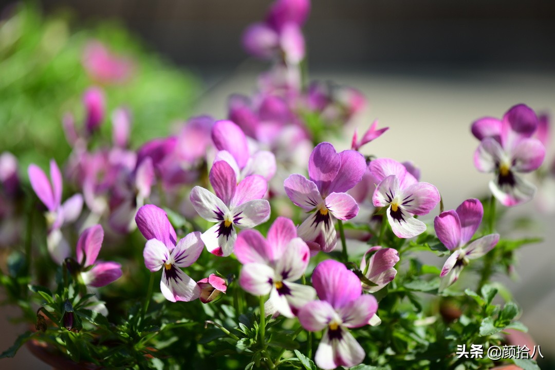 就趁现在，花园最忙碌的季节|园丁