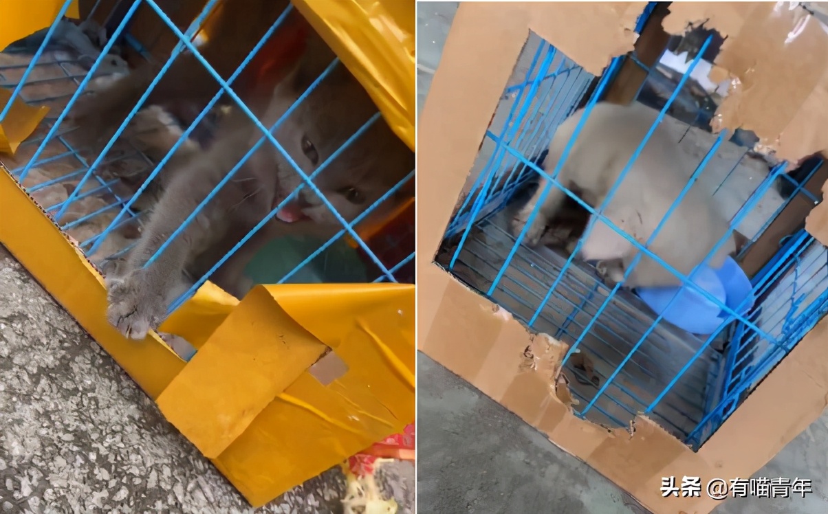 网上买的猫运回来死了,网上买猫三天送到半夜死了