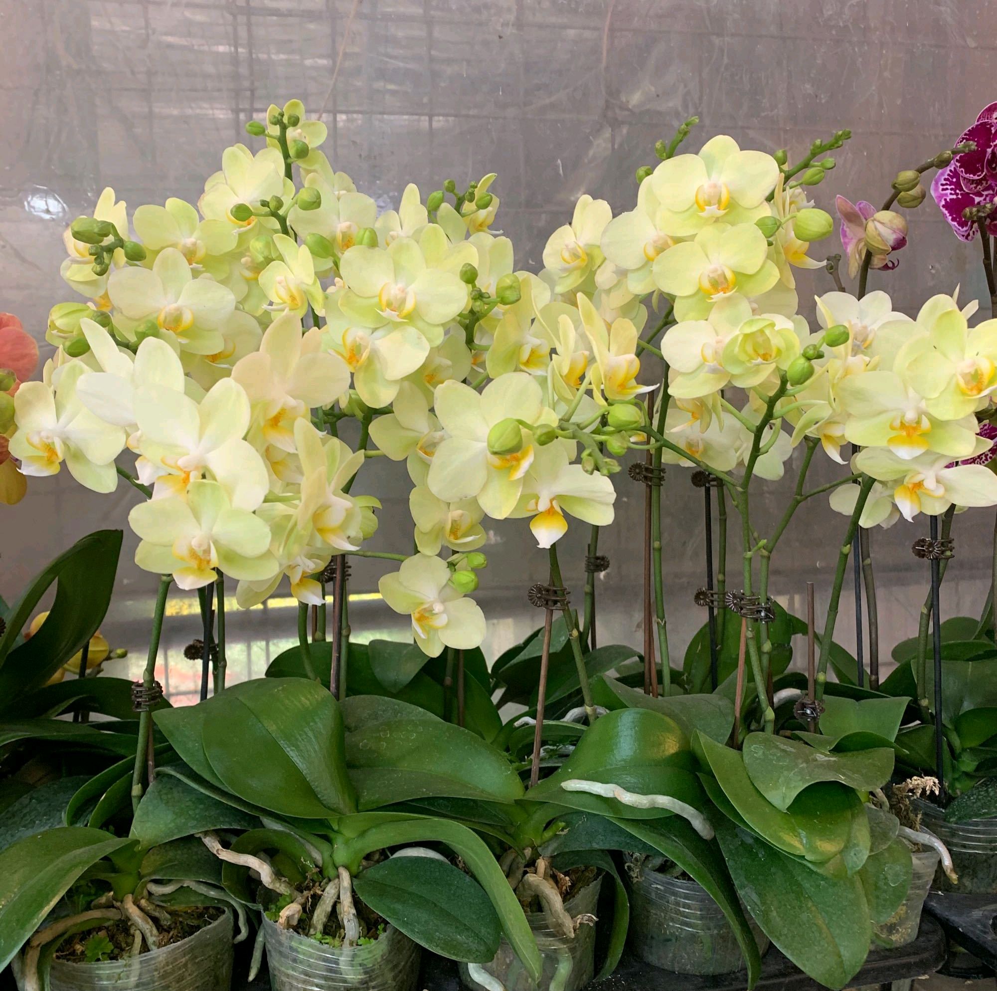 蝴蝶兰根系不往花盆扎？和趋光性无关，在盆土和浇水上犯大错