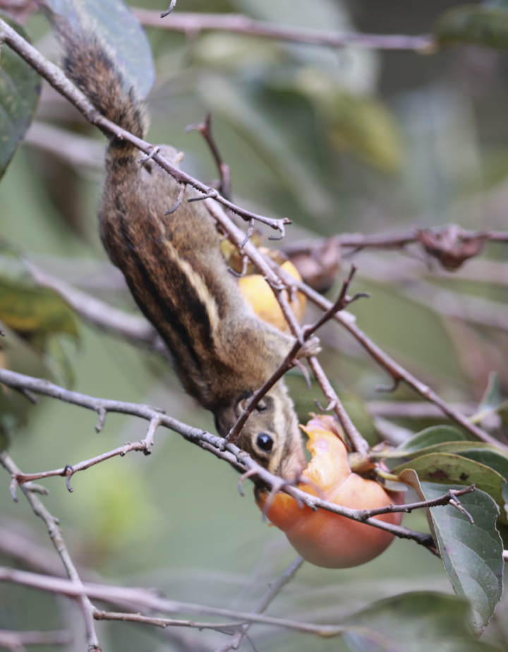 鸟中“C罗”来了！据说是西湖最酷的仔
