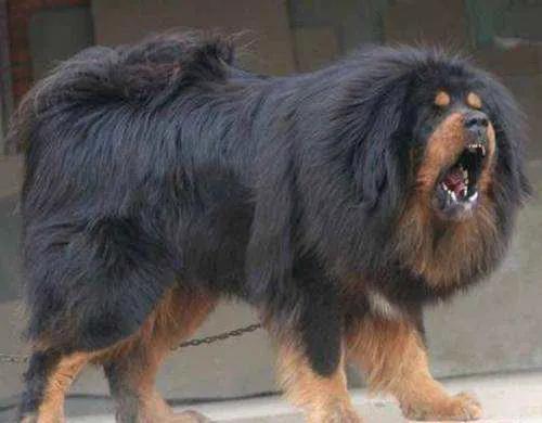 犬类智商排名第一的狗狗,犬科动物战斗力排名前十