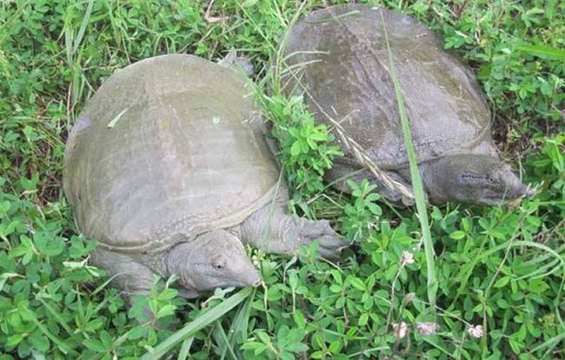 农村致富养甲鱼,苍溪县甲鱼养殖