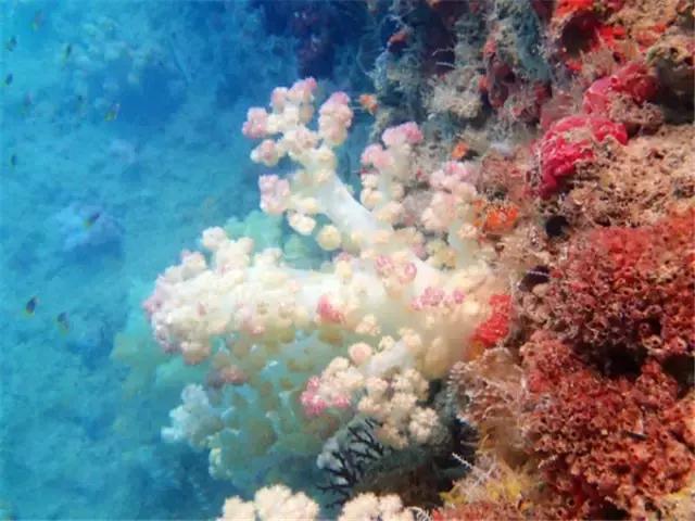 对帕劳之行的感悟,帕劳一场诗和远方的旅行