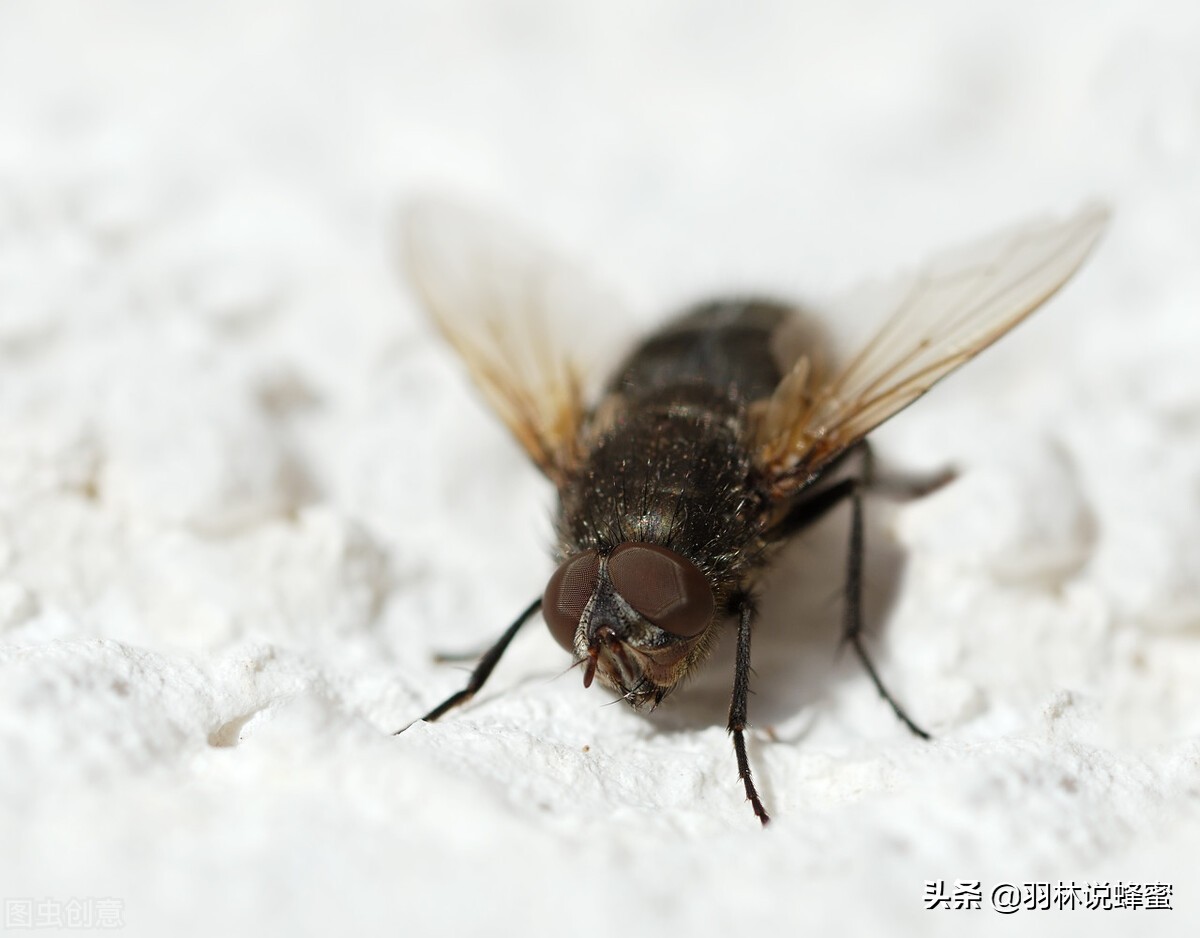 有效驱赶苍蝇的实用方法全解析,怎么驱赶苍蝇最有效的方法快速