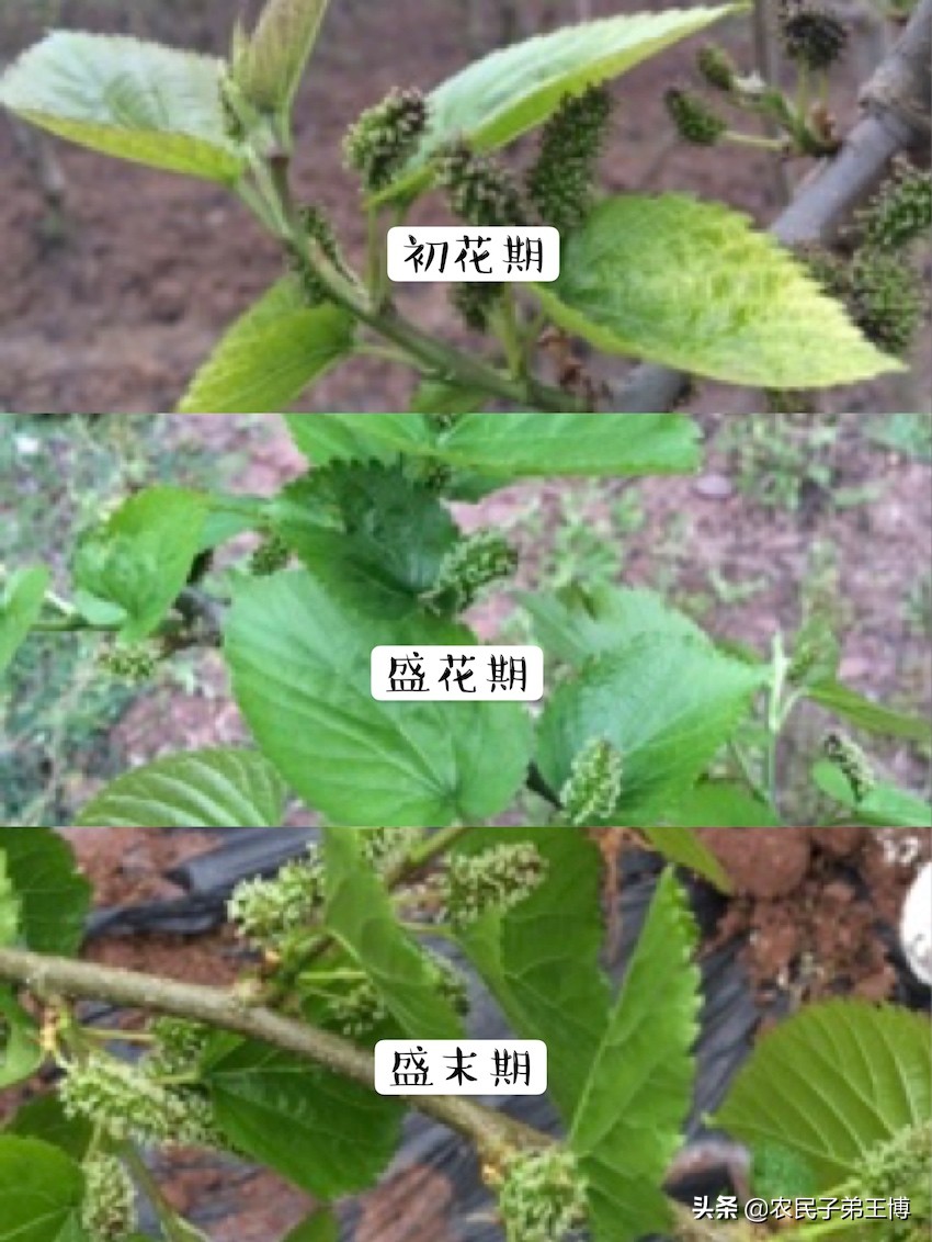 桑葚白果病什么时候防治,桑葚得白果病怎么补救