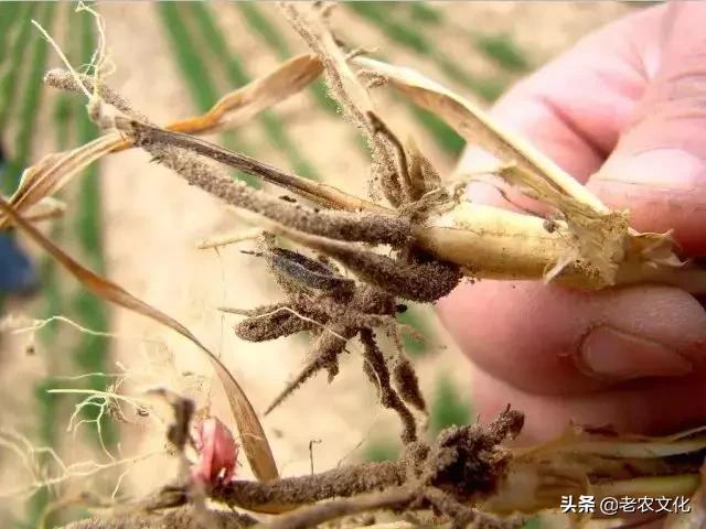 小麦如何判断弱苗壮苗和旺苗,小麦弱苗最佳补救方法