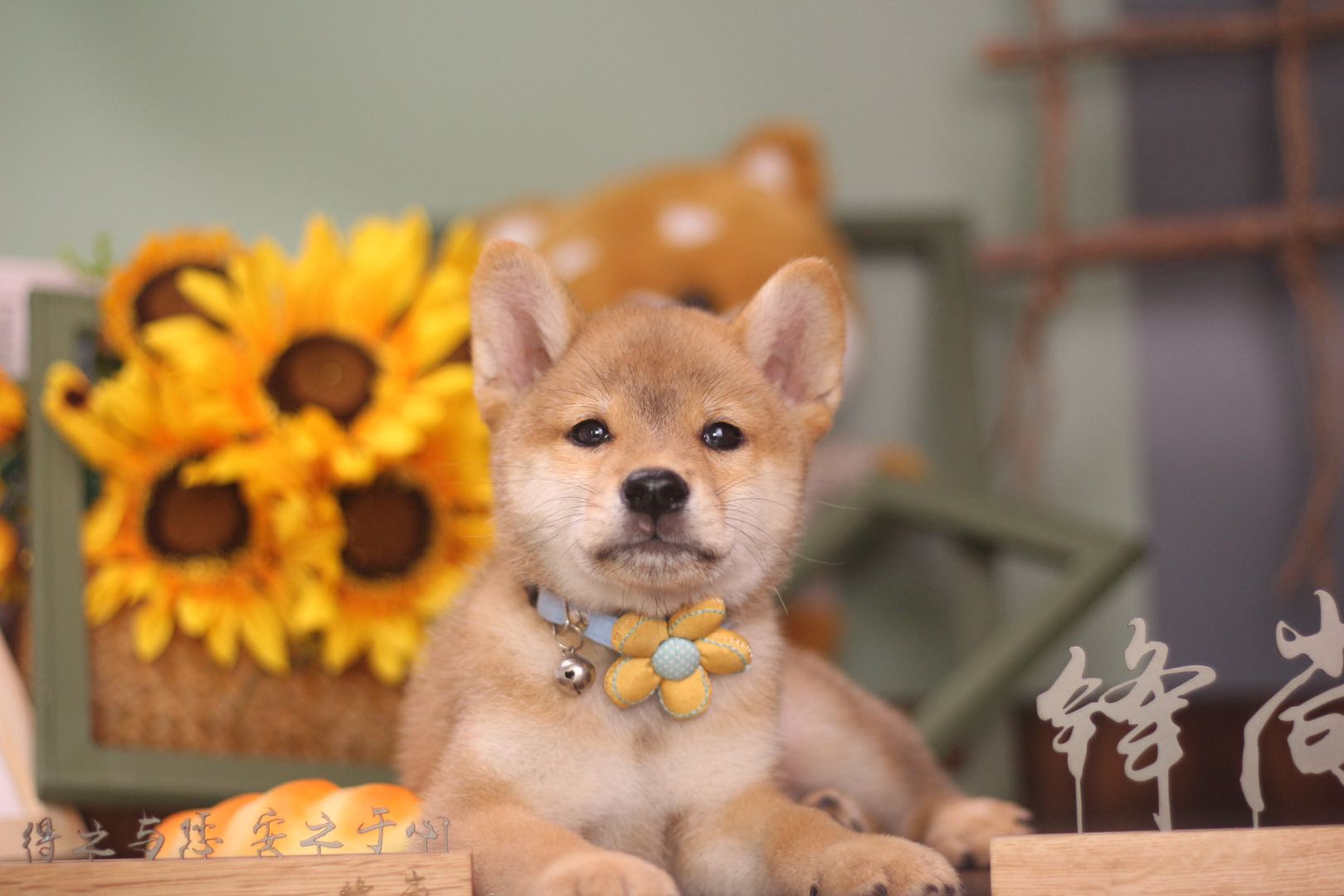 一般在哪里能买到正品的柴犬,在哪里买靠谱的柴犬