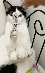 猫拉完屎还满屋疯跑？铲屎官：想当场自杀