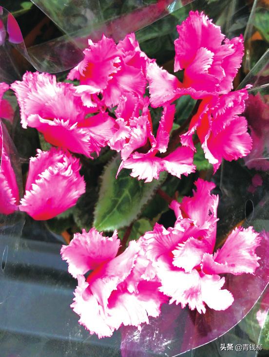 仙客来叶子扦插繁殖方法视频,仙客来怎么繁殖开完花怎么养