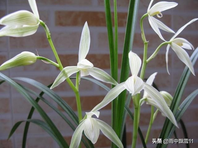 兰花脱水怎么补救,兰花水分过大烂根如何抢救