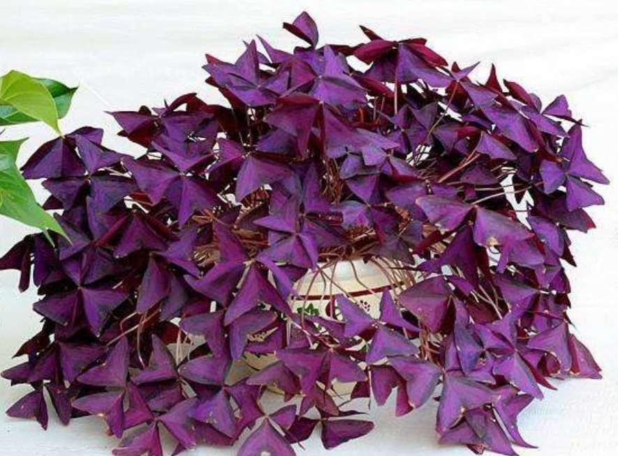 北方地栽紫色酢浆草怎么过冬,怎么养紫叶酢浆草