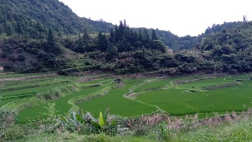 蜜蜂养殖深山农家土蜂蜜,蜜蜂养殖纯天然正宗蜂蜜