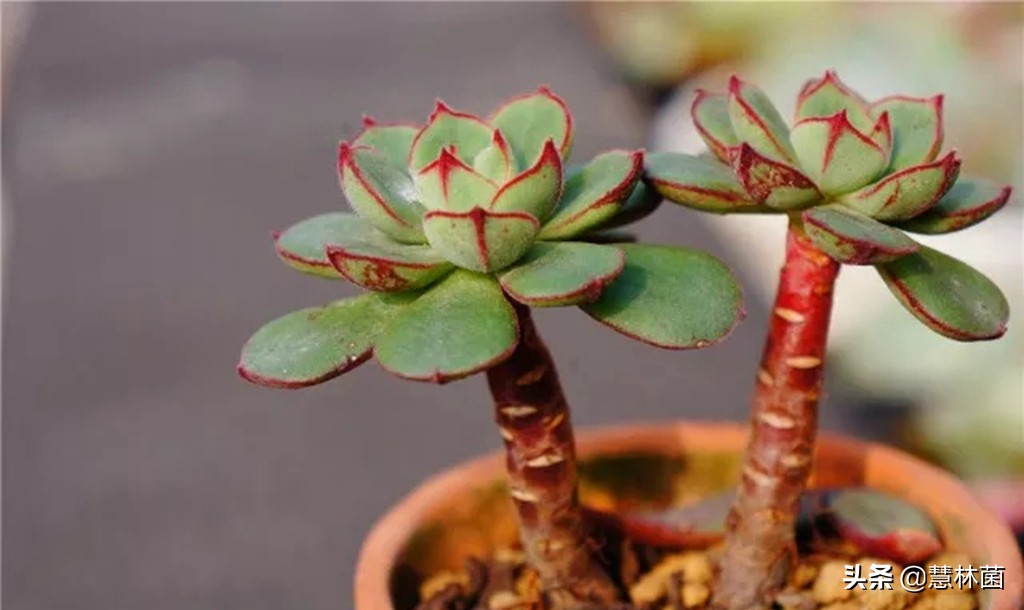 不同的多肉配不同的土，多肉配土秘籍大全
