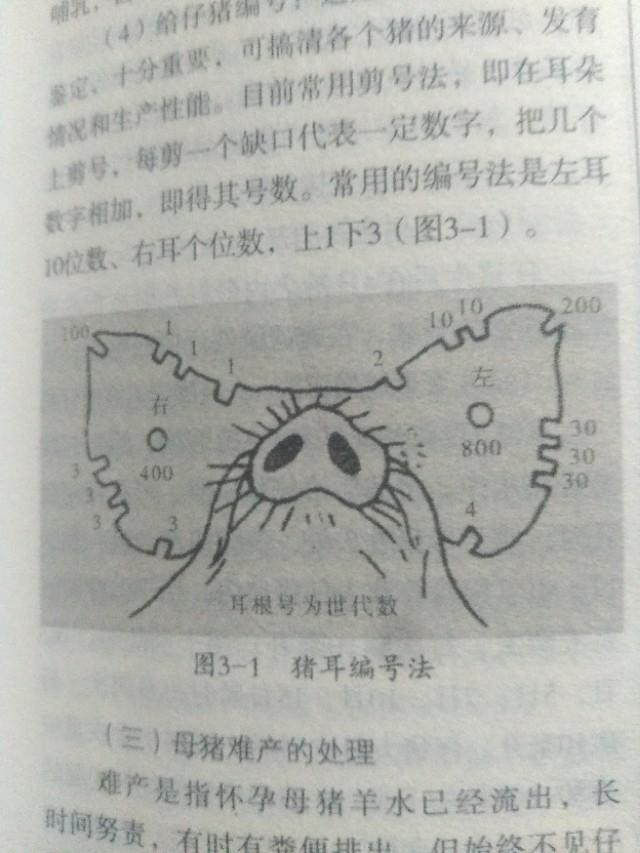 母猪接产准备工作及接产操作,母猪的接产与产后护理