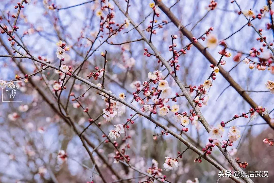 原来武汉有这么多好玩的打卡地,武汉周边新晋7大网红打卡地