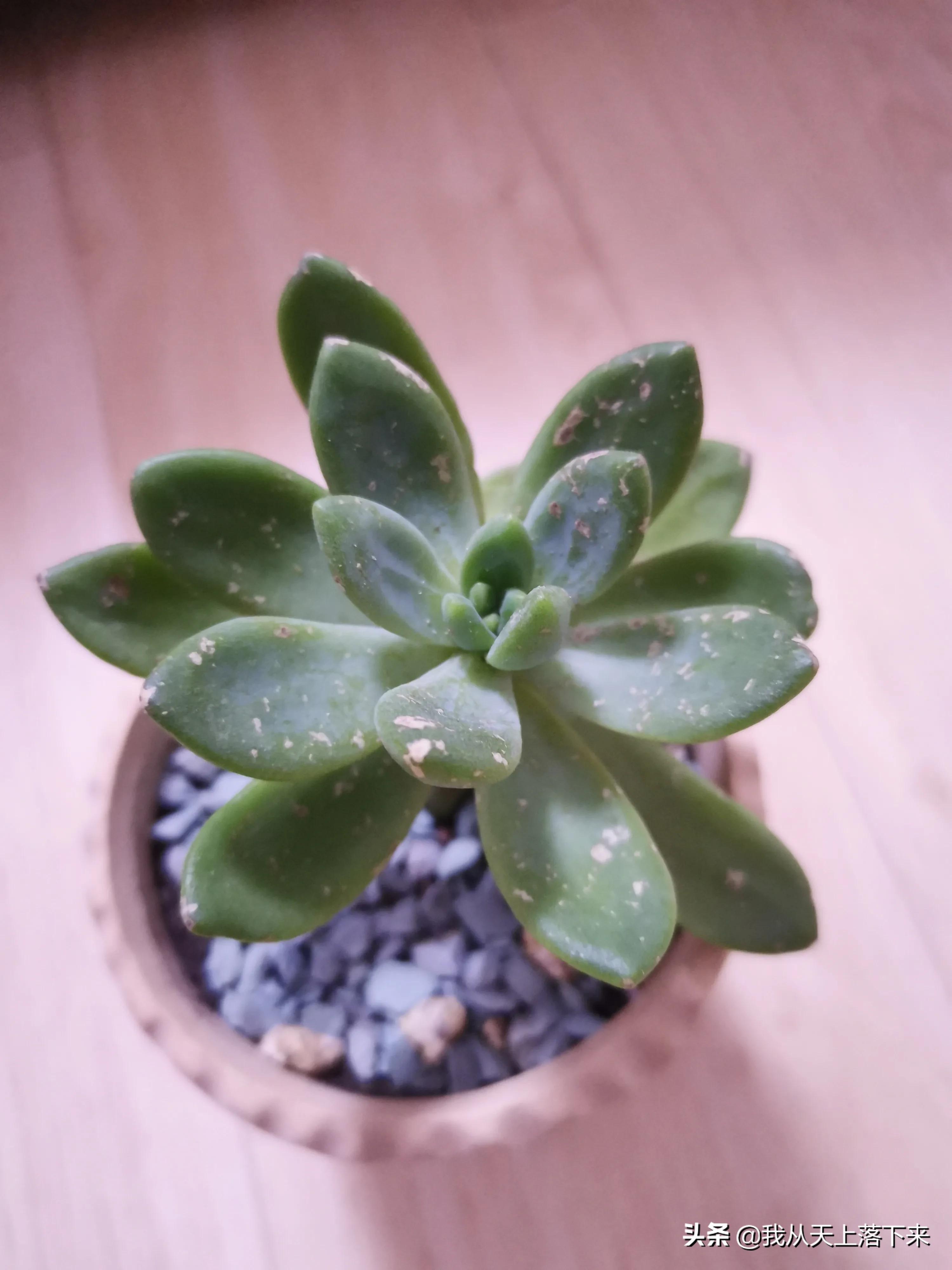 89种常见多肉植物品种图，实物拍摄，还不认识的小伙伴赶紧收藏好