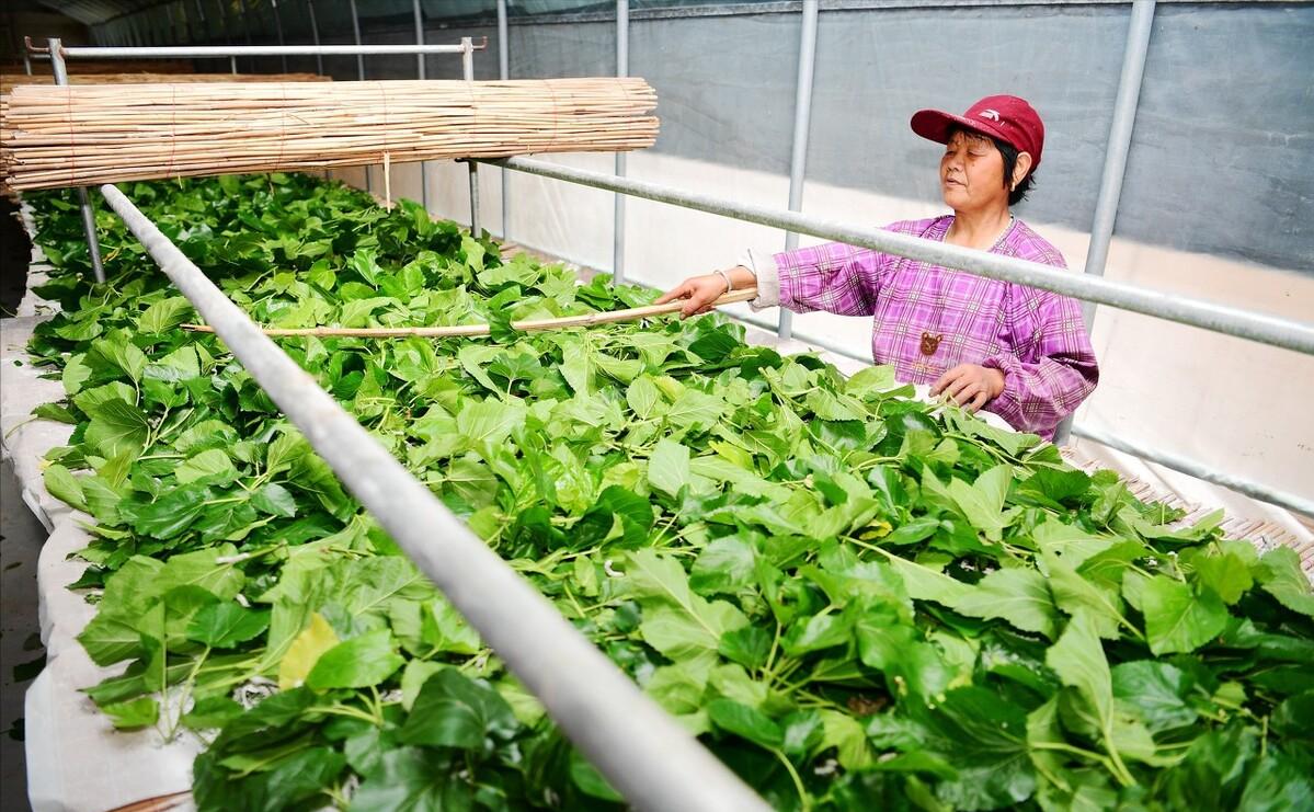 摘桑养蚕赚钱,种桑养蚕致富的成功经验