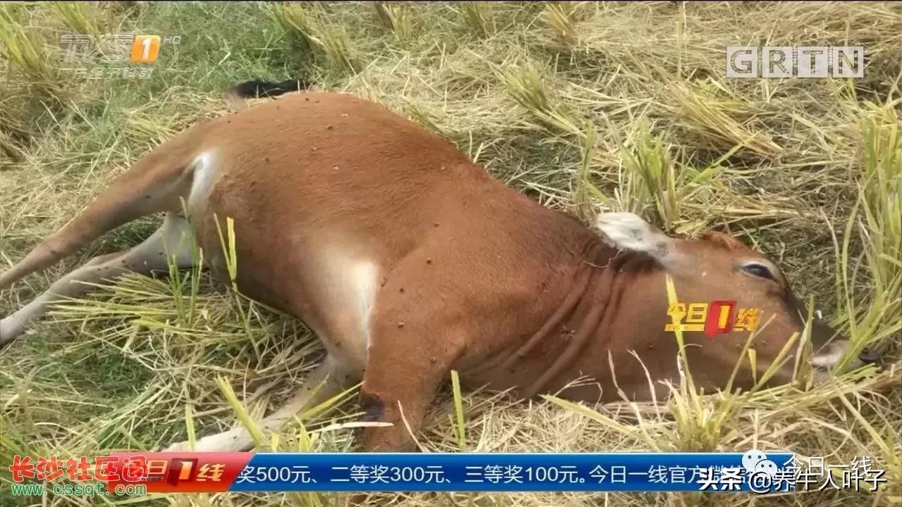 母牛出现流产征兆最佳治疗方法,母牛陆续流产怎么回事