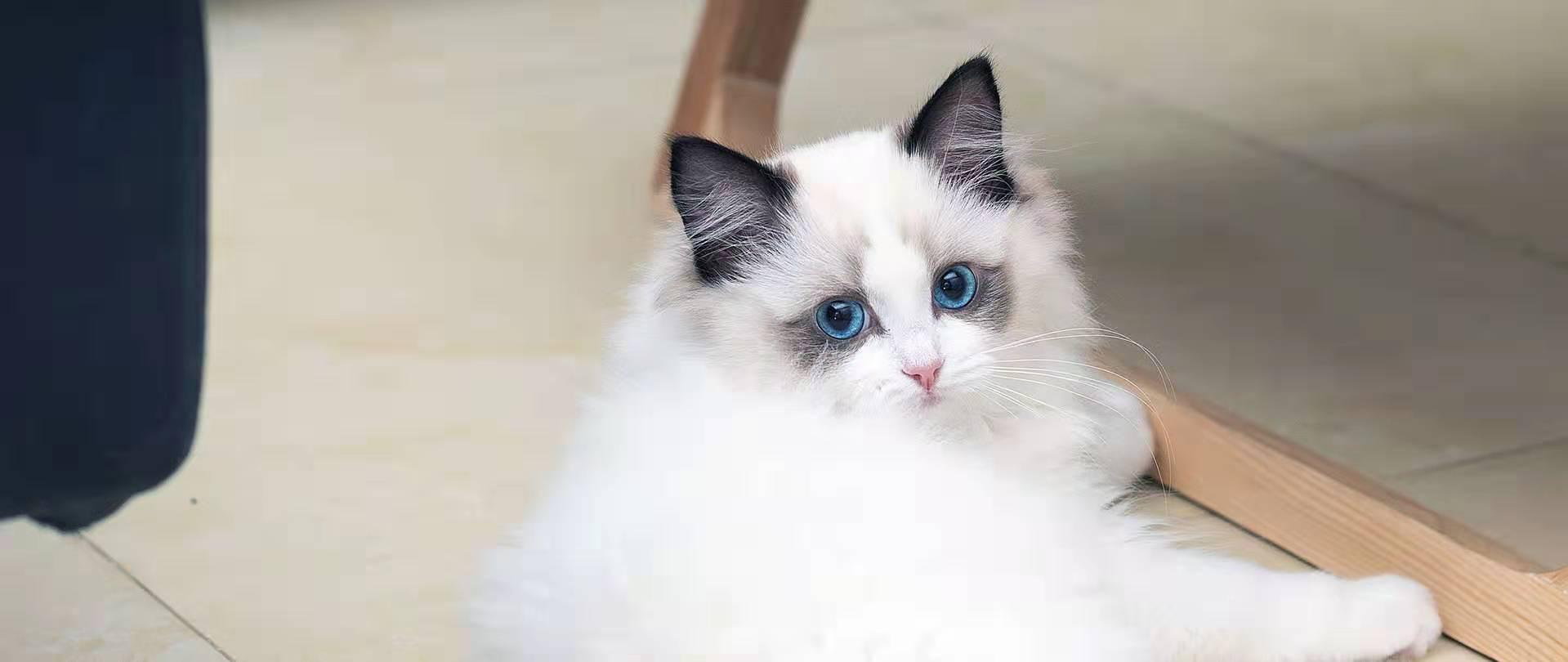 买布偶猫翻车,买猫遇到了黑心商家怎么办