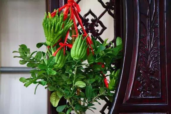 适合卧室养的助眠花,冬季助眠好养的花