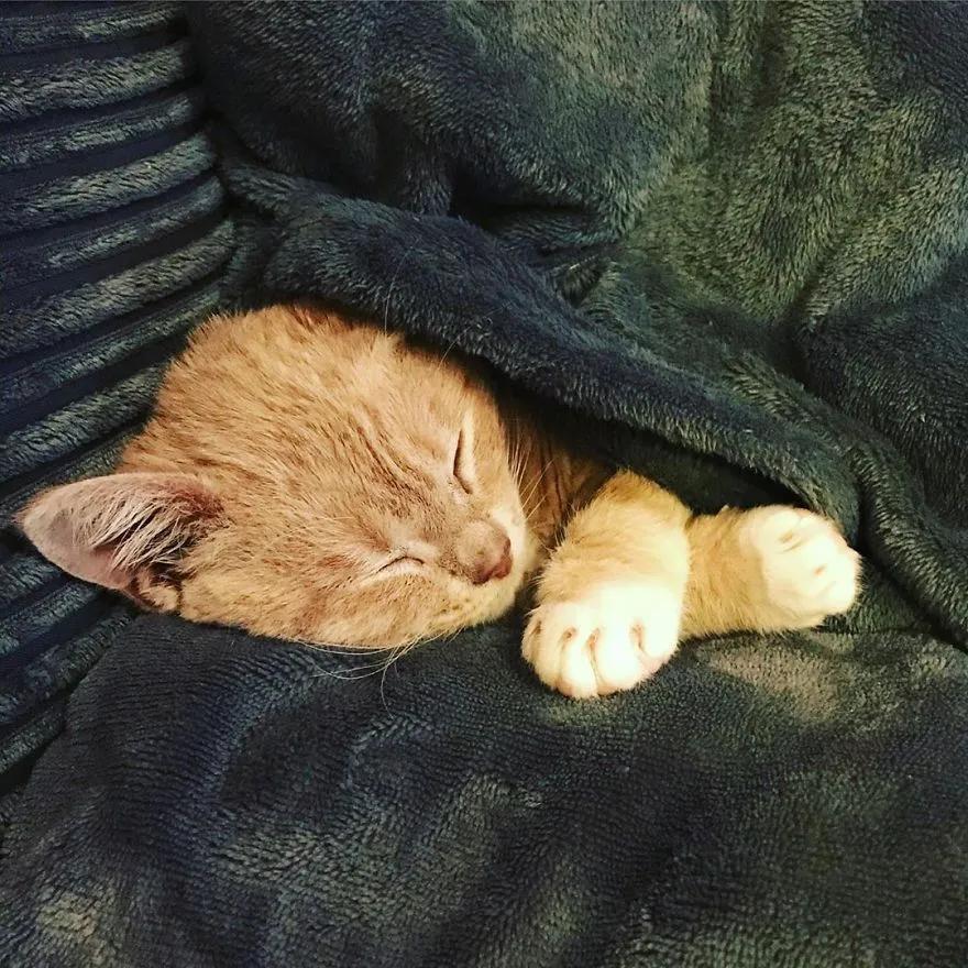 长了一双风暴之眼的侏儒猫咪，命运多舛，幸得善终