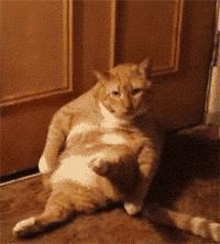 猫咪总挠耳朵痒怎么办,猫咪老是痒挠下巴怎么办