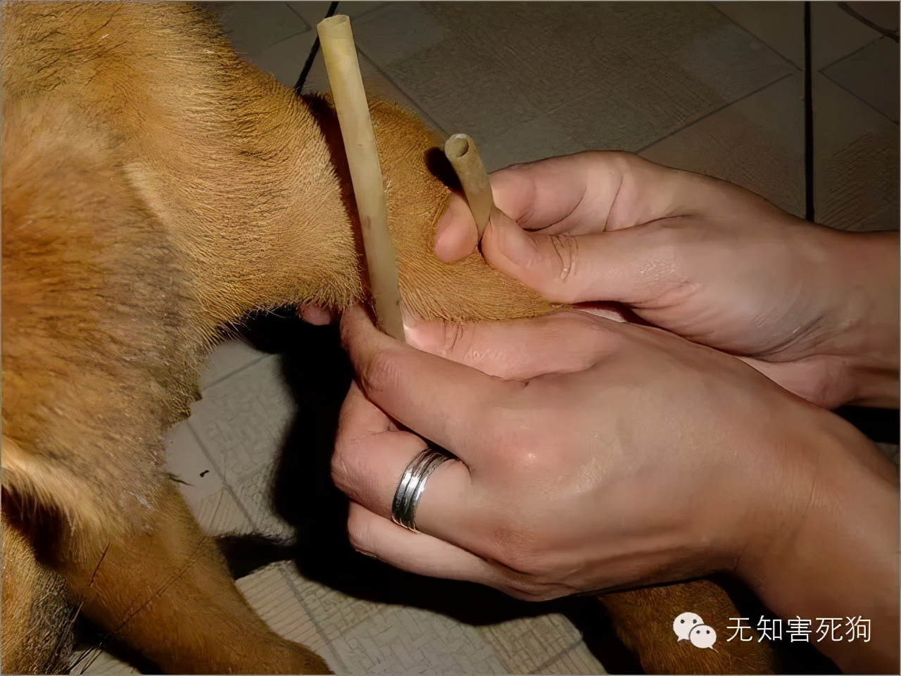 怎么给小狗打针打吊瓶,在家怎么给小狗狗打疫苗