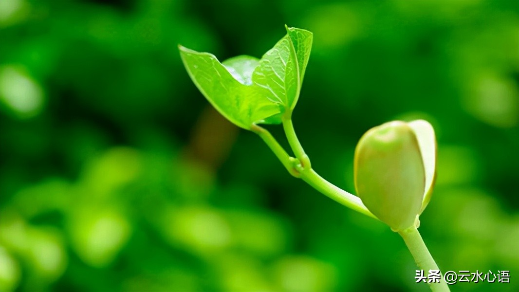 熊瑾玎的两首绝句，托物寓意，蕴含深远，堪为咏物诗中的佳作