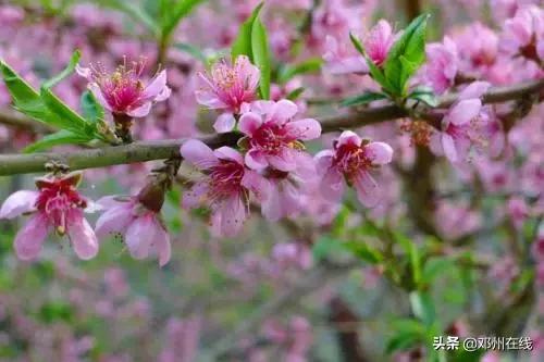 南阳最新重要新闻,河南南阳有什么大事