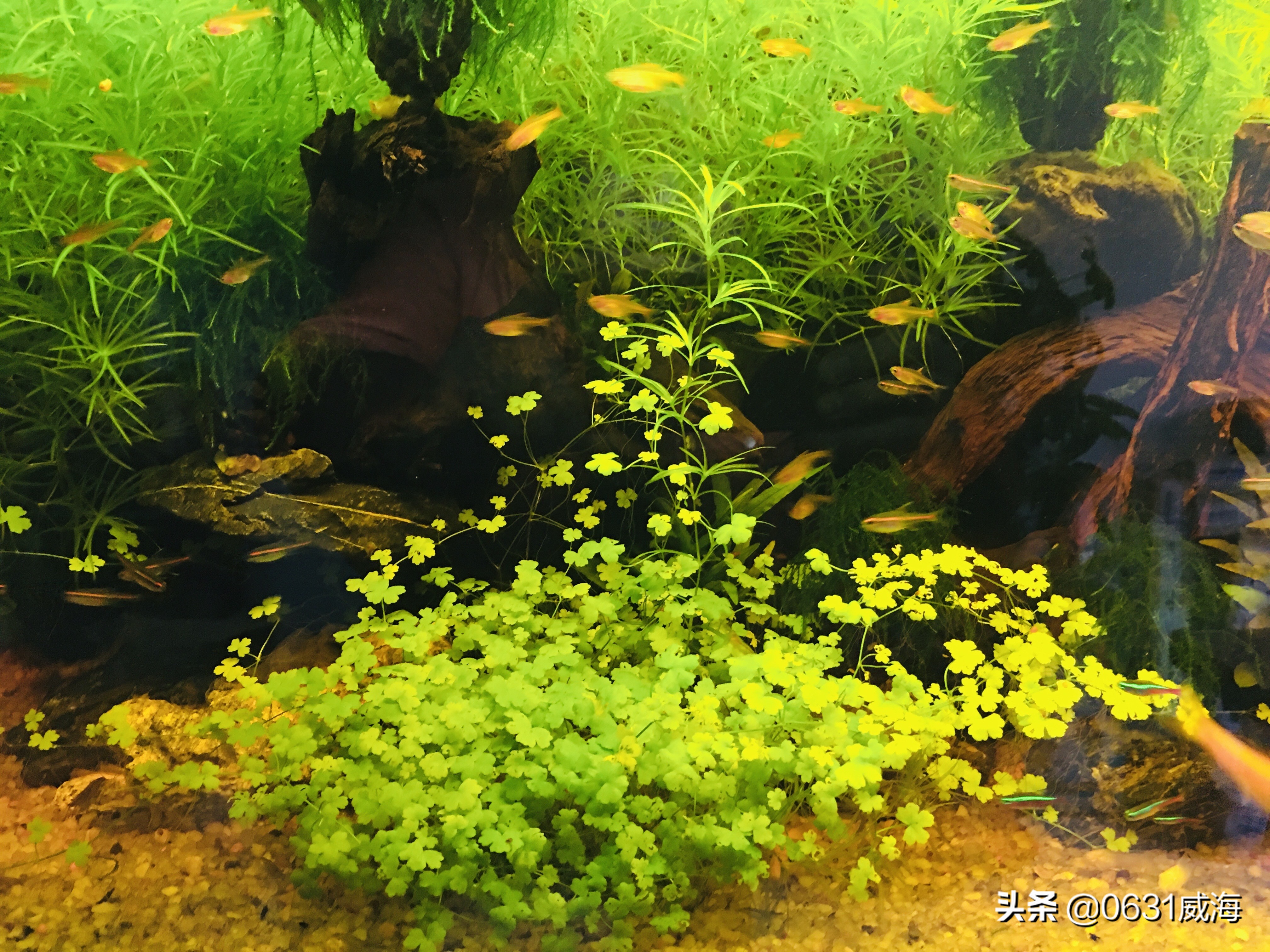新手入水草缸一定要（先简后难）（先小后大）（守住心，留住魂）