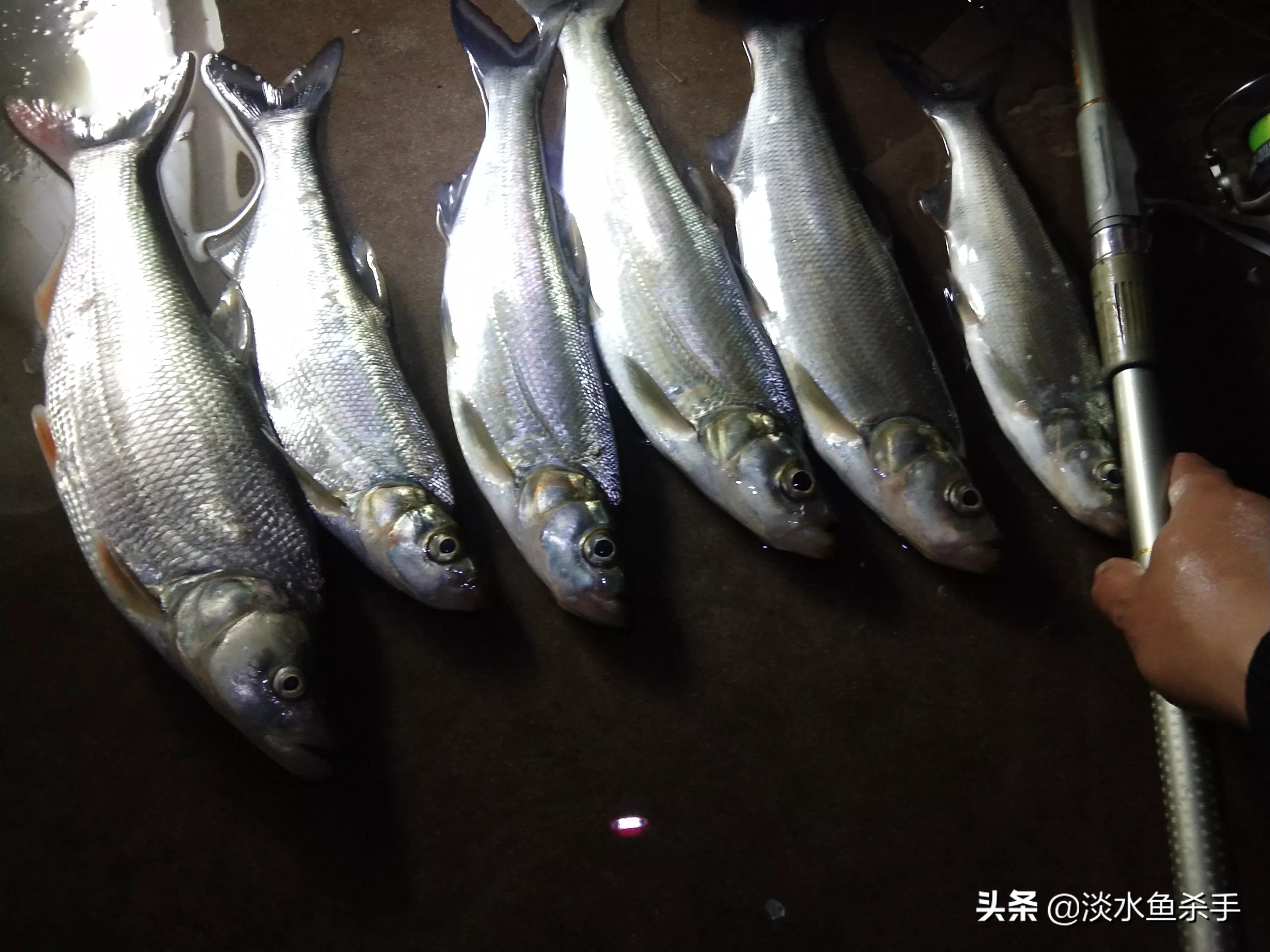 泥鳅党有什么危害,泥鳅党怎么处理