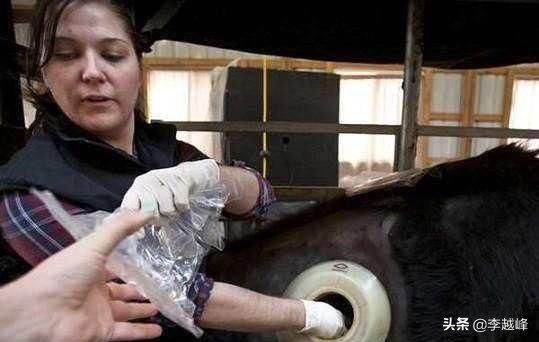 美国养牛为什么要在牛身上挖洞,美国人养牛在牛身上开洞是真的吗