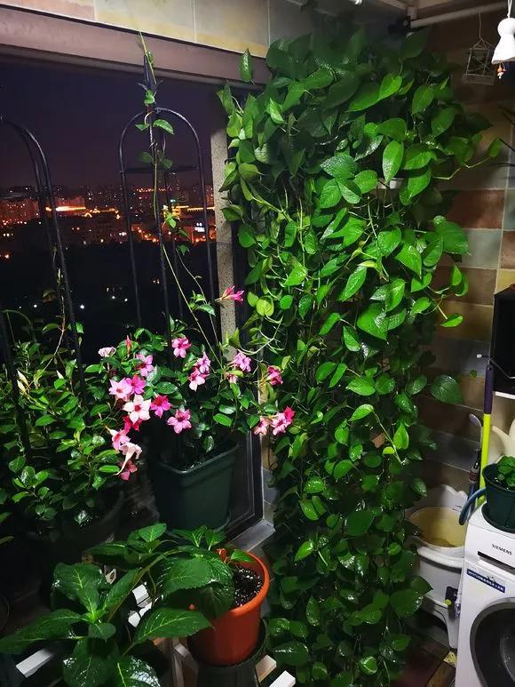 农村绿萝泛滥成灾,绿萝怎么防止烂根