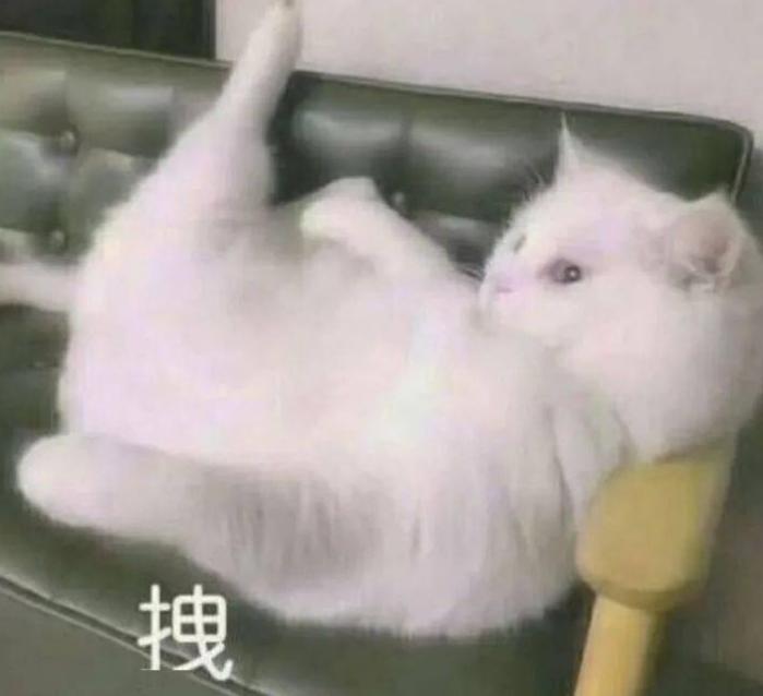 小猫咪到底能有多体贴,你见过这么拽的小猫咪吗