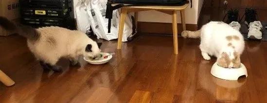 不建议养猫的十大坏处,奉劝各位养猫的朋友千万别养两只