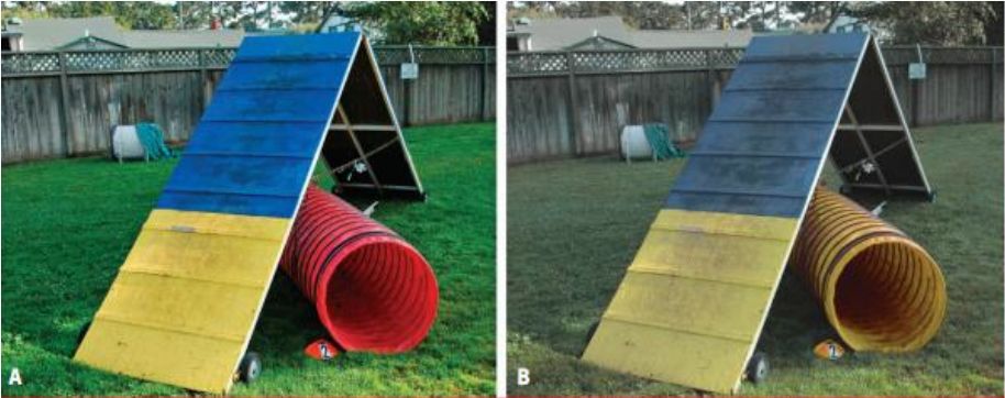 猫狗的世界是黑白的么,猫狗看到的世界是什么颜色的