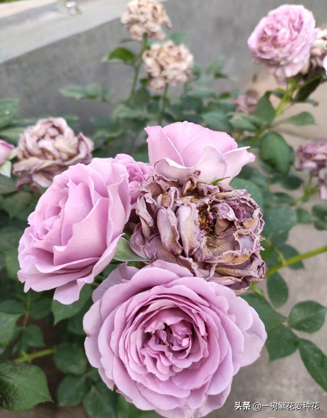 蓝色风暴月季为什么不好养,蓝色风暴月季收到货应该怎么缓苗