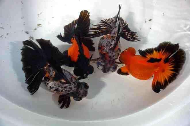 金鱼为什么养着养着就变了颜色,金鱼怎么养才能越来越红