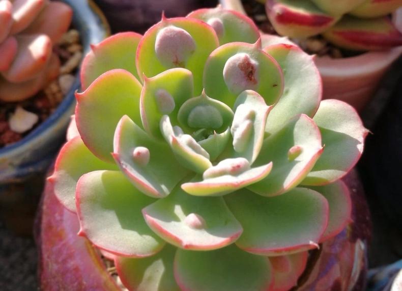 多肉晒伤了怎么恢复,多肉晒伤了该怎么处理