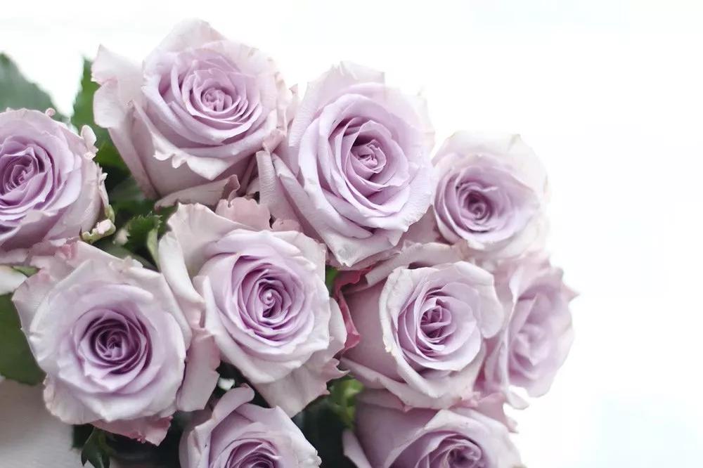 花店常用玫瑰花品种大全,一篇文章带你认识三亚40种花