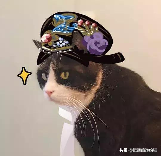 猫故事书籍,猫故事小说