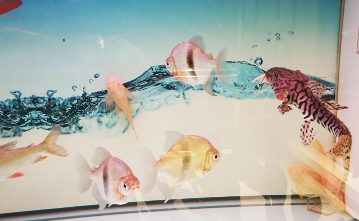 鱼缸水质慢慢跌酸了怎么办,鱼缸水质跌酸了怎么能看出