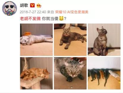 哪些明星养猫最好养,盘点明星们养的宠物