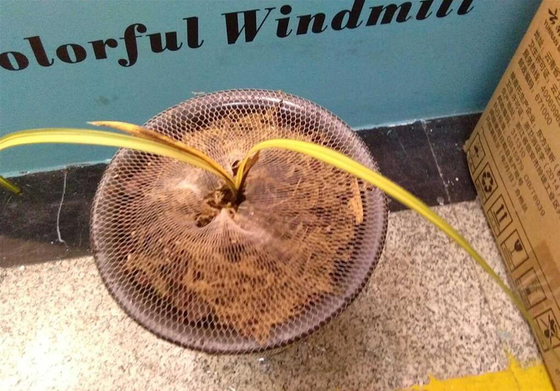 花瓶的兰花叶片发黄怎么处理,兰花叶片发黄需要施什么肥料