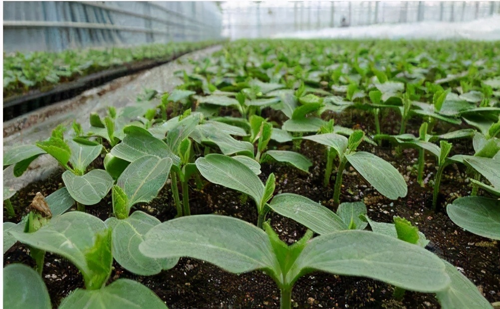 在幼苗期的西瓜如何管理可以高产,大棚西瓜苗如何管理