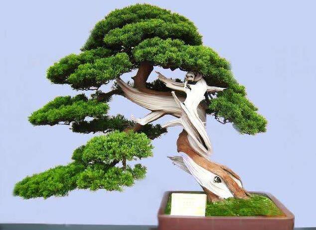 盆景的修剪方法和技巧,盆景修剪造型的步骤