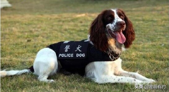 缉毒犬史宾格图片高清大图,十大适合当警犬的犬排名史宾格犬