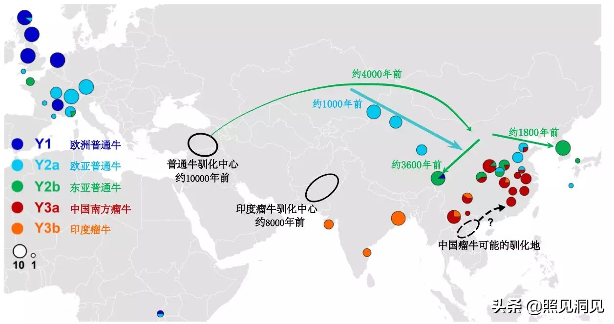 牛家牛从什么地方来的,牛年谈牛