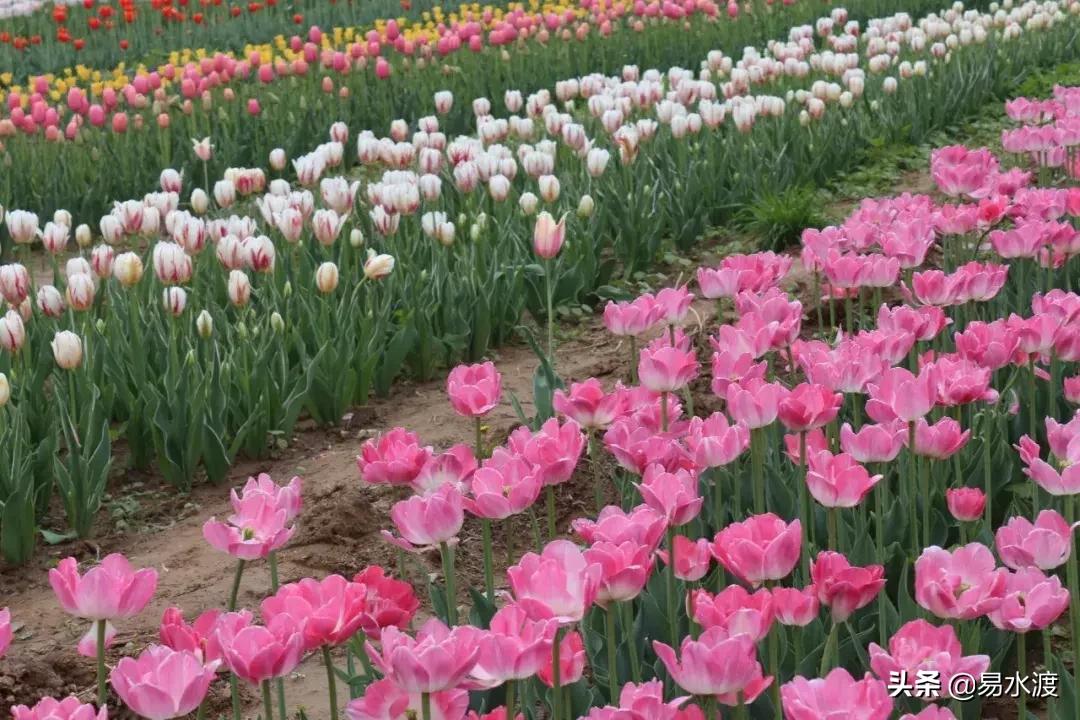 易县狼牙山小火车,河北保定易县火车