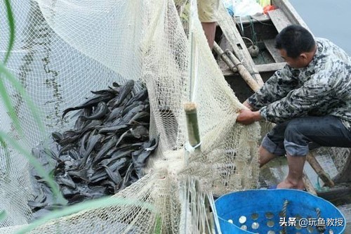 这些东西跑到外面去居然会引起生态危机!